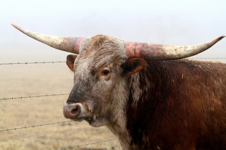 Retired couple raises longhorns